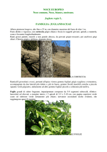 NOCE EUROPEO Noce comune, Noce, bianco, nostrano. Juglans
