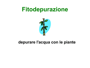 Fitodepurazione