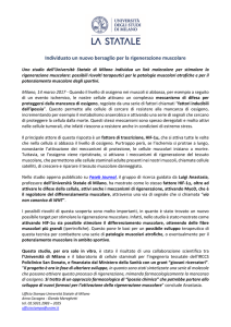 Individuato un nuovo bersaglio per la rigenerazione muscolare