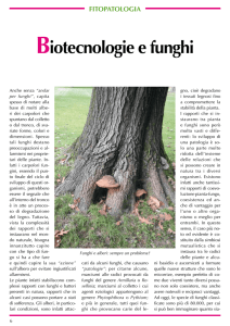 Biotecnologie e funghi - Fito