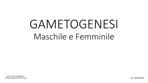 Maschile e Femminile