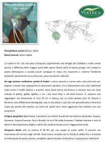 Scarica la scheda tecnica dello Scalare