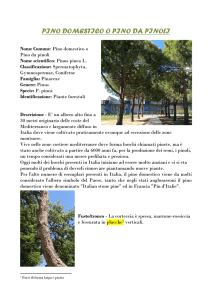 PINO DOMESTICO O PINO DA PINOLI