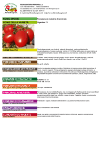 Pomodoro da industria determinato Gigantico F1