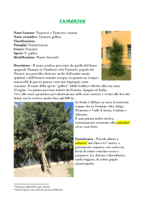 tamerice - I Nostri Amici Alberi