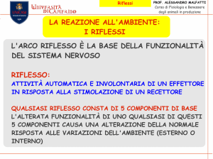 LA REAZIONE ALL`AMBIENTE: I RIFLESSI L`ARCO RIFLESSO È LA