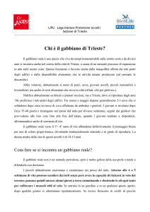 Chi è il gabbiano di Trieste?