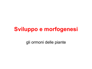 PDF_Sviluppo e ormoni