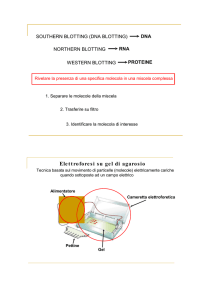 Elettroforesi su gel di agarosio