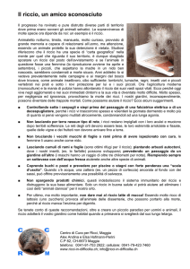 Il riccio, un amico sconosciuto