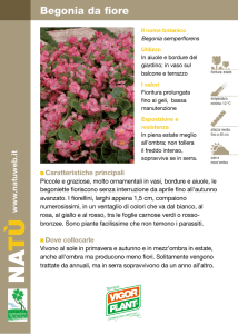 Begonia da fiore