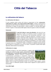 Città del Tabacco