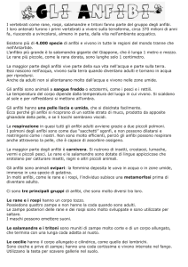 I vertebrati come rane, rospi, salamandre e tritoni fanno