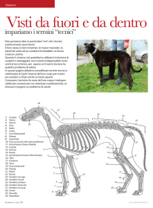 Conoscere i Levrieri "Dentro e Fuori"