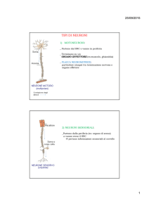 25/09/2015 1 tipi di neuroni