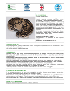 scheda Pitone Reale