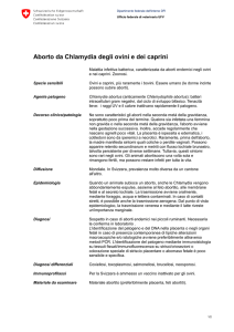 Aborto da Chlamydia degli ovini e dei caprini