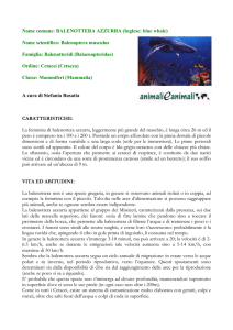 balenottera azzurra