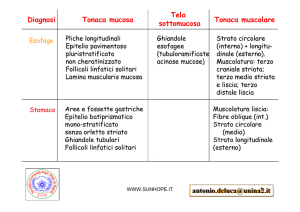 Schema apparato digerente