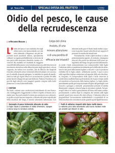 Oidio del pesco - nova Agricoltura