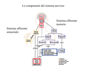Lezione 9: recettori sns