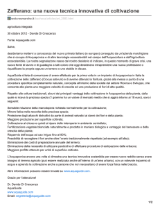 Zafferano: una nuova tecnica innovativa di coltivazione