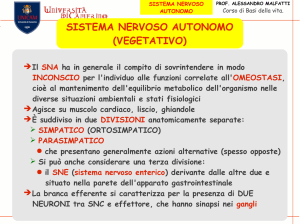 SISTEMA NERVOSO AUTONOMO (VEGETATIVO)