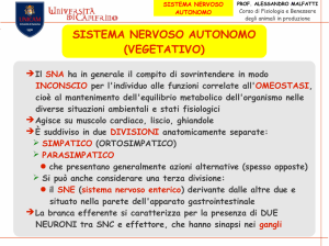 SISTEMA NERVOSO AUTONOMO (VEGETATIVO)