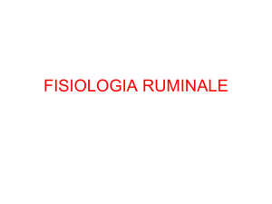 fisiologia ruminale