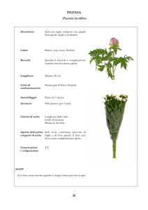 35 peonia - Piani di settore