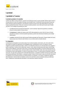 I protisti e l`uomo
