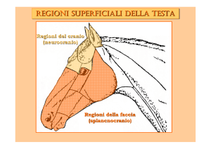 Regioni della testa