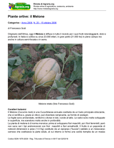 Piante ortive: il Melone