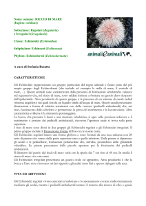 Nome comune: RICCIO DI MARE