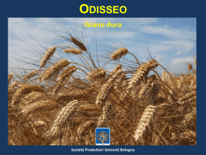 Grano duro ODISSEO