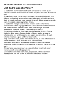 Che cos`è la piodermite - Paolo Mascaretti, Dermatologo Veterinario