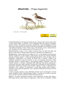 Albastrello (Tringa stagnatilis)