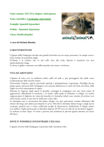 Nome comune: IGUANA (Inglese: land iguana