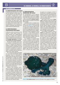 La determinazione del sesso