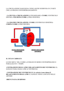 LA CIRCOLAZIONE SANGUIGNA VIENE ANCHE SUDDIVISA IN 2