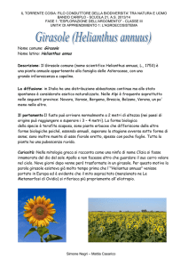 Nome comune: Girasole Nome latino: Helianthus annus Descrizione