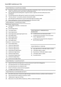 Scala BBCH per la vite (estratto dalla scale generale e - Cra-Cma