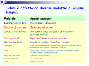 Verticilliosi