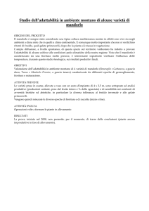 Progetto mandorlo