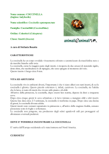 COCCINELLA - Animali e Animali