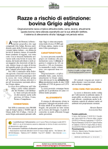Razze a rischio di estinzione: bovina Grigio alpina
