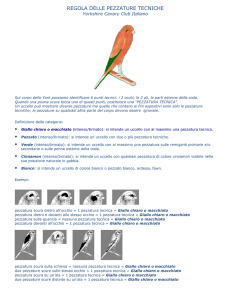regola delle pezzature tecniche - Yorkshire Canary Club Italiano
