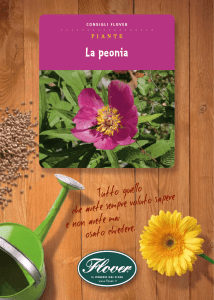 La peonia