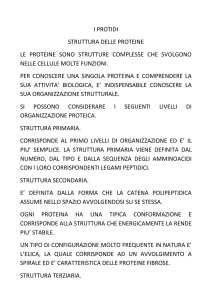 i protidi struttura delle proteine le proteine sono strutture complesse