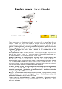Gabbiano comune (Larus ridibundus)